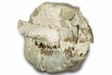 Bargain, Fossil Oreodont (Merycoidodon) Skull - South Dakota #300005-5